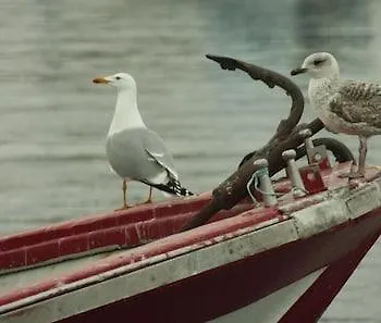 Πανσιόν Nuevo Norat Sanxenxo